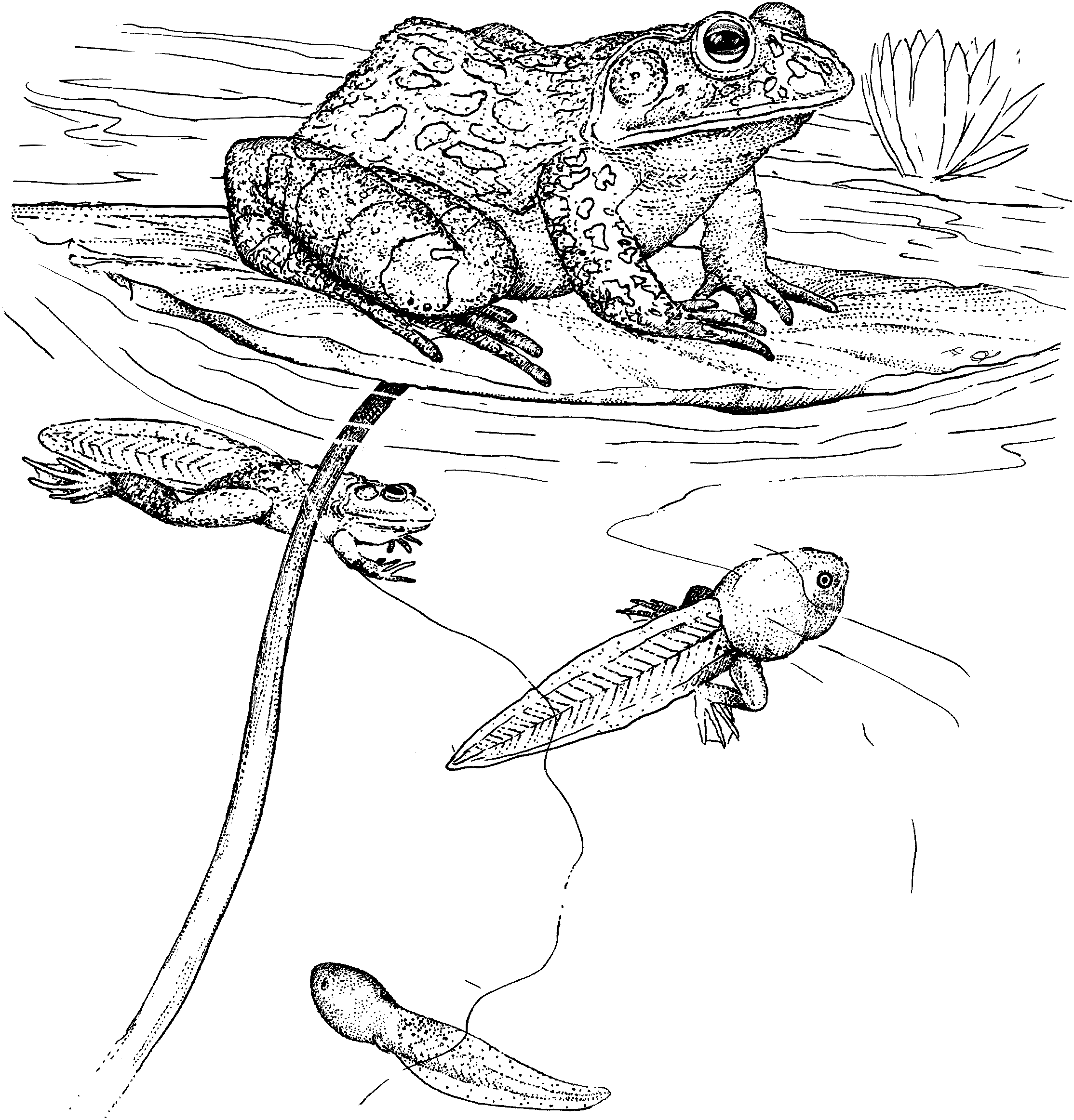 amphibian coloring pages free frog coloring pages amphibian pages coloring 