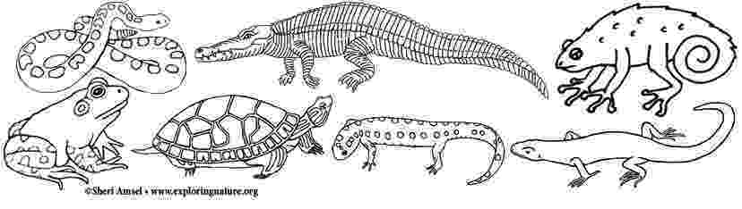 amphibian coloring pages new york state reptiles and amphibians coloring page coloring amphibian pages 