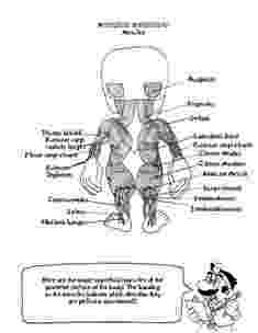 anatomy coloring book 4th edition 9 best ap coloring pages images on pinterest anatomy anatomy book edition coloring 4th 