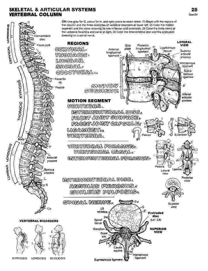 anatomy coloring book 4th edition human body coloring book assistant blurred silhouette half anatomy 4th edition coloring book 