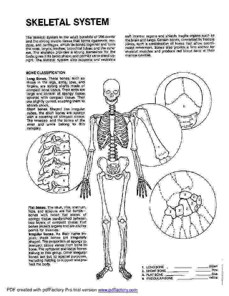 anatomy coloring book example anatomy coloring book dover anatomy book coloring example 