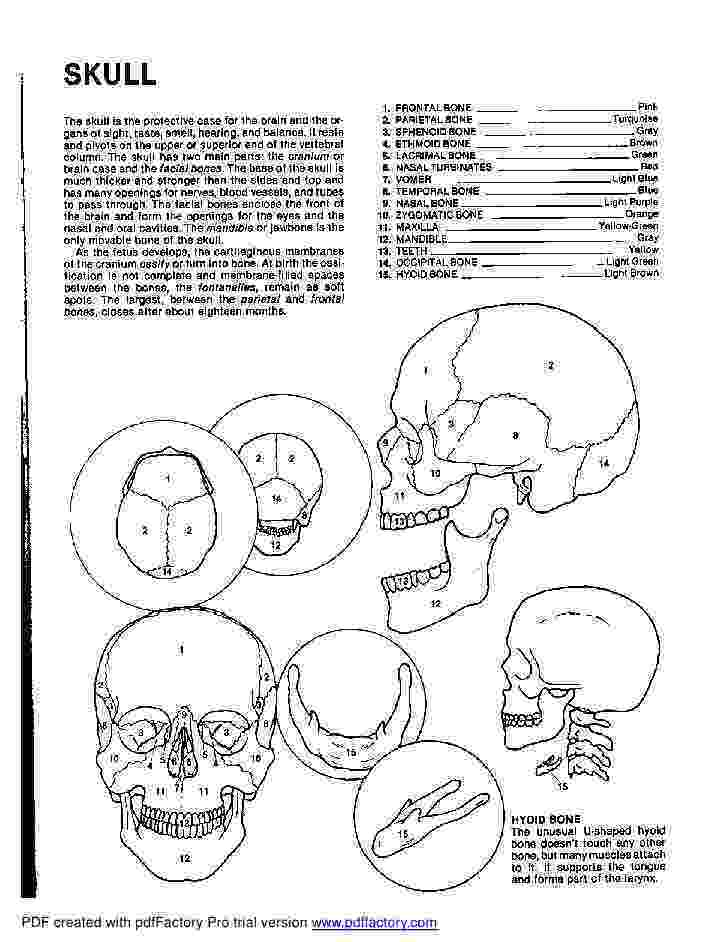 anatomy coloring book example anatomy coloring book dover book example coloring anatomy 