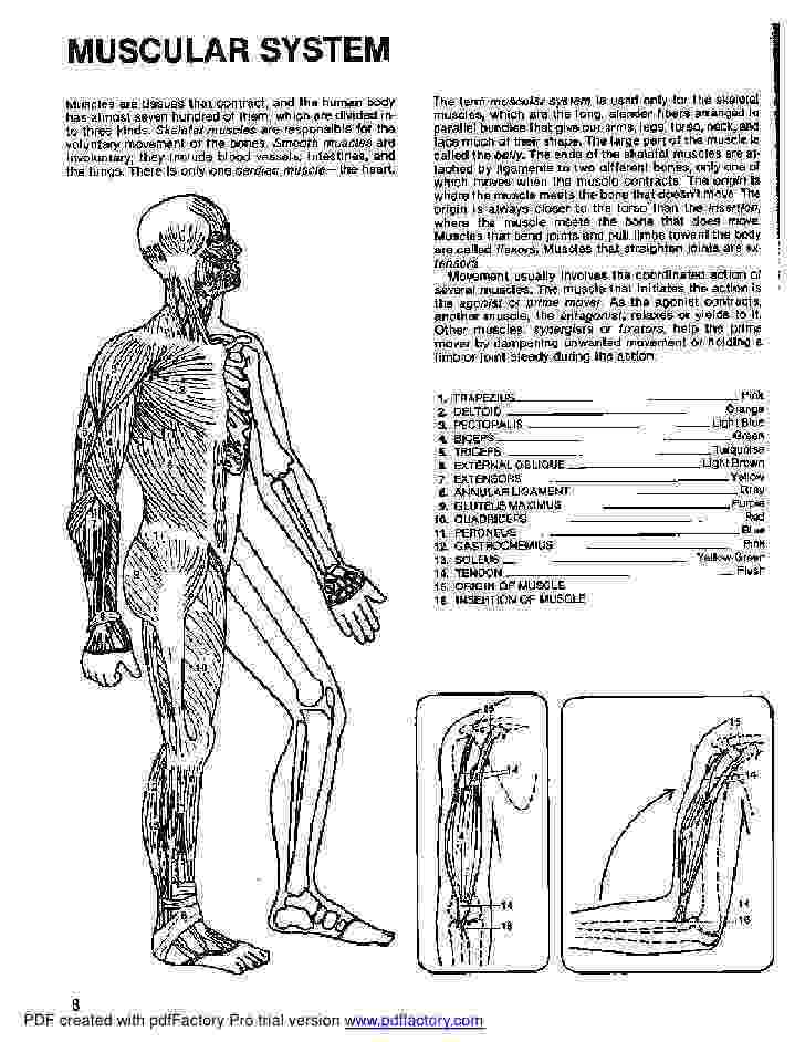 anatomy coloring book example anatomy coloring book dover example coloring book anatomy 