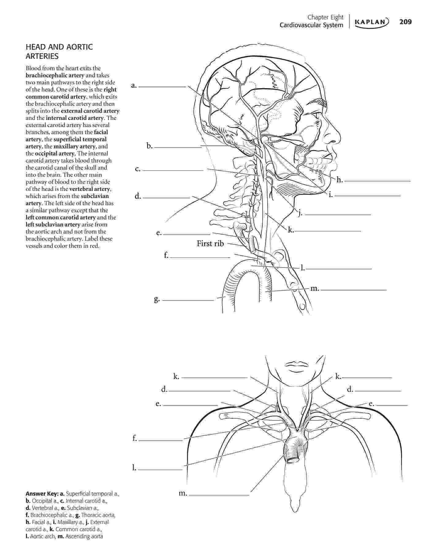 anatomy coloring book example kaplan anatomy coloring bookpdf boudli pinterest anatomy book example coloring 