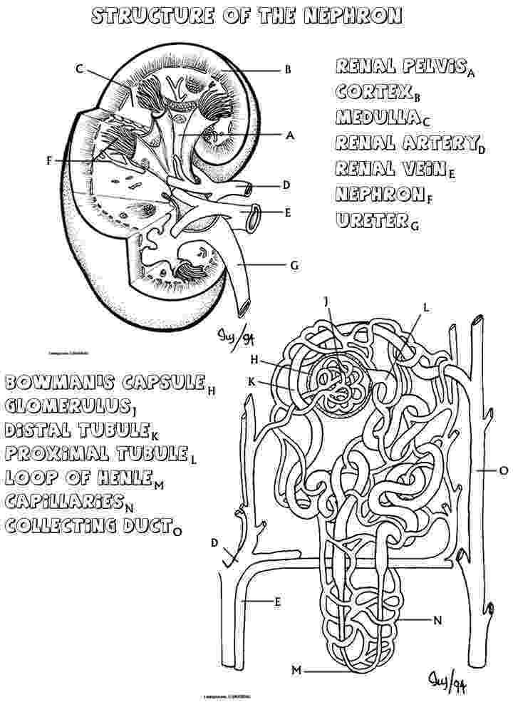 anatomy coloring pages free 50 anatomy and physiology coloring pages free anatomy and free coloring anatomy pages 