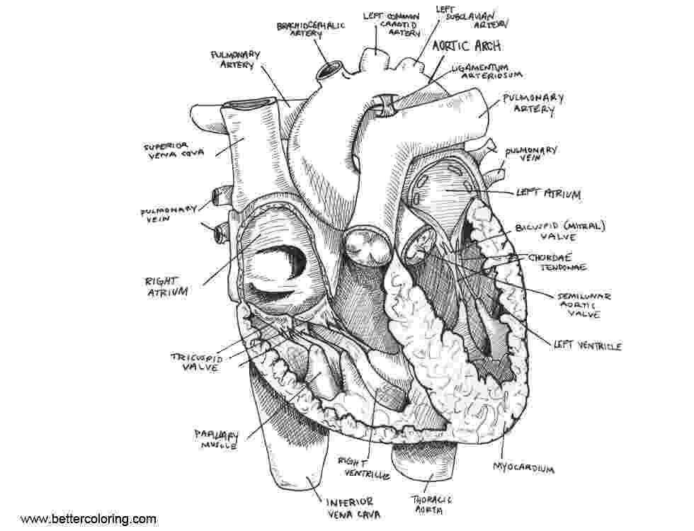 anatomy coloring pages free anatomy coloring pages heart coloring home free pages coloring anatomy 