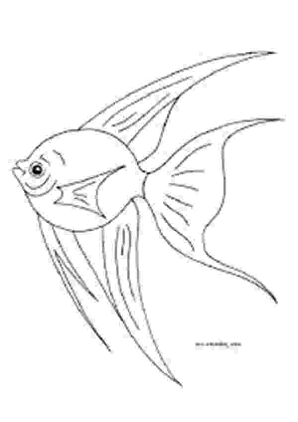 angel fish coloring page angel fish coloring fish coloring pages coloring coloring fish page angel 