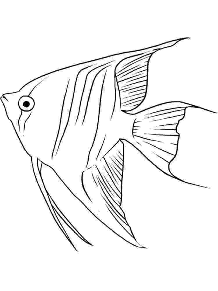 angel fish coloring page angelfish coloring page twisty noodle page fish coloring angel 