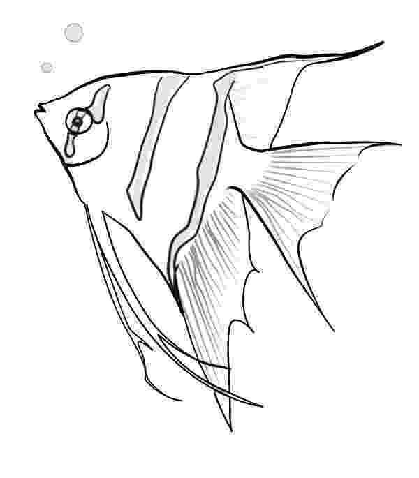 angel fish coloring page angelfish coloring pages getcoloringpagescom page coloring angel fish 