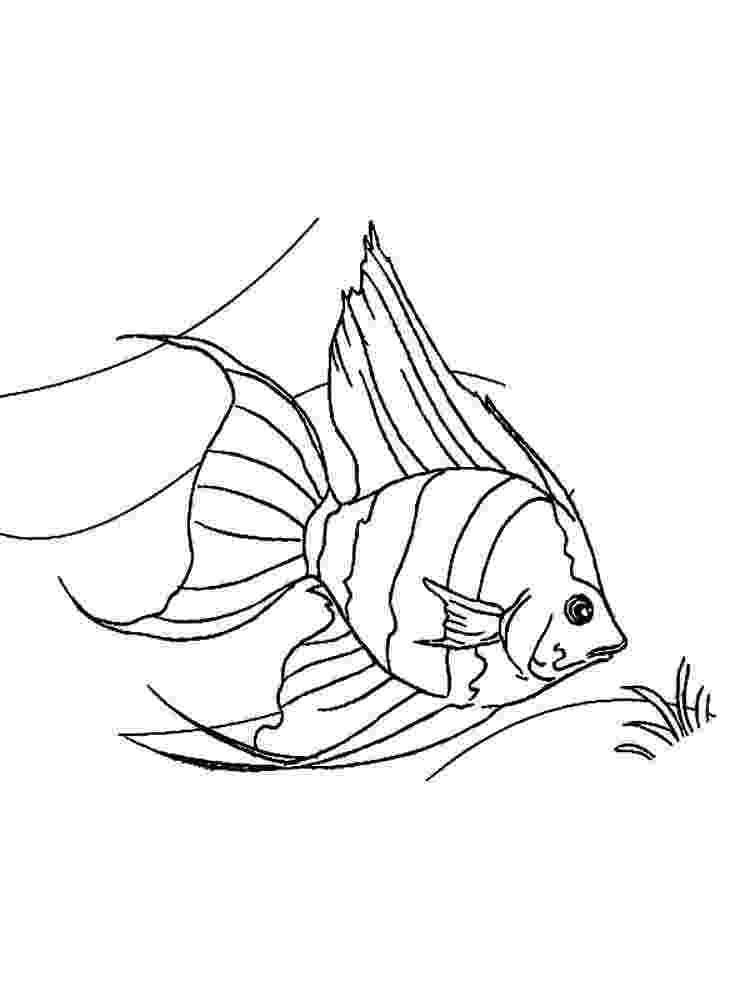 angel fish coloring page freshwater angelfish coloring page fish coloring angel page 