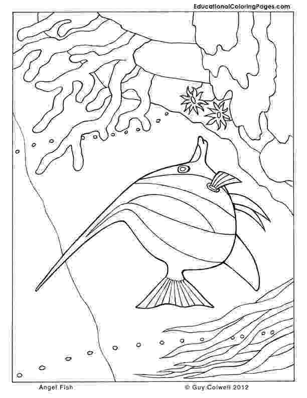 angel fish coloring page queen angelfish coloring page free printable coloring pages angel page fish coloring 