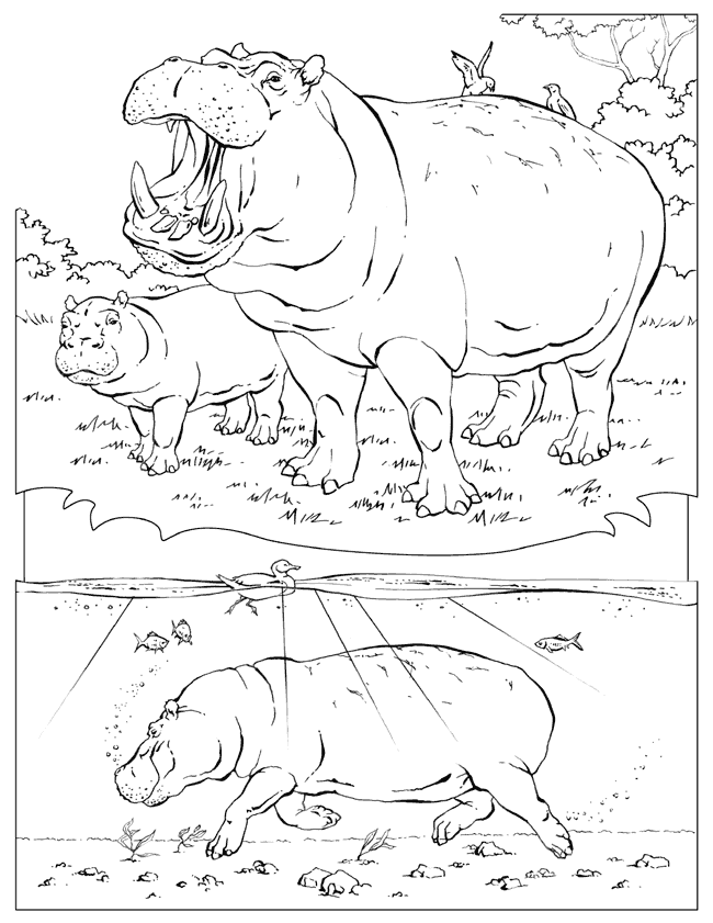 animal coloring pages national geographic african coloring pages africa kids crafts and activities national pages coloring animal geographic 