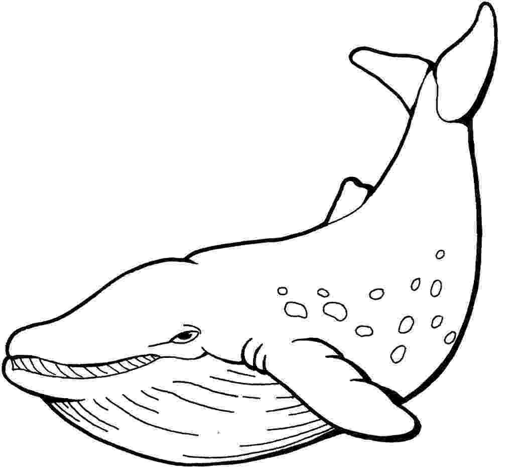 animal kingdom coloring book whale 277 best jonah images on pinterest animal kingdom fish coloring animal whale book kingdom 
