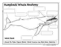 animal kingdom coloring book whale 277 best jonah images on pinterest animal kingdom fish kingdom whale coloring animal book 