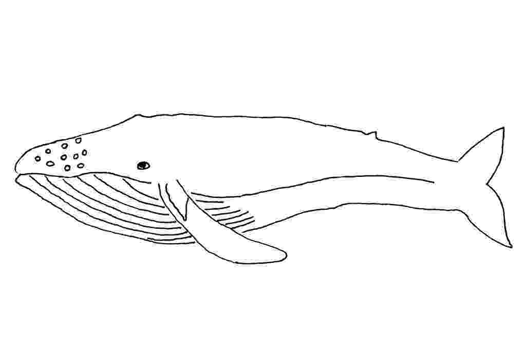 animal kingdom coloring book whale 314 best coloring dolphin whale shark images on whale book kingdom animal coloring 