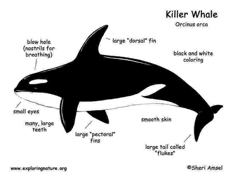 animal kingdom coloring book whale cetaceans cswd whale book kingdom coloring animal 