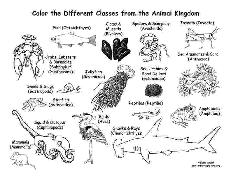 animal kingdom colouring book tips animal kingdom color me draw me millie marotta animal tips book kingdom colouring 