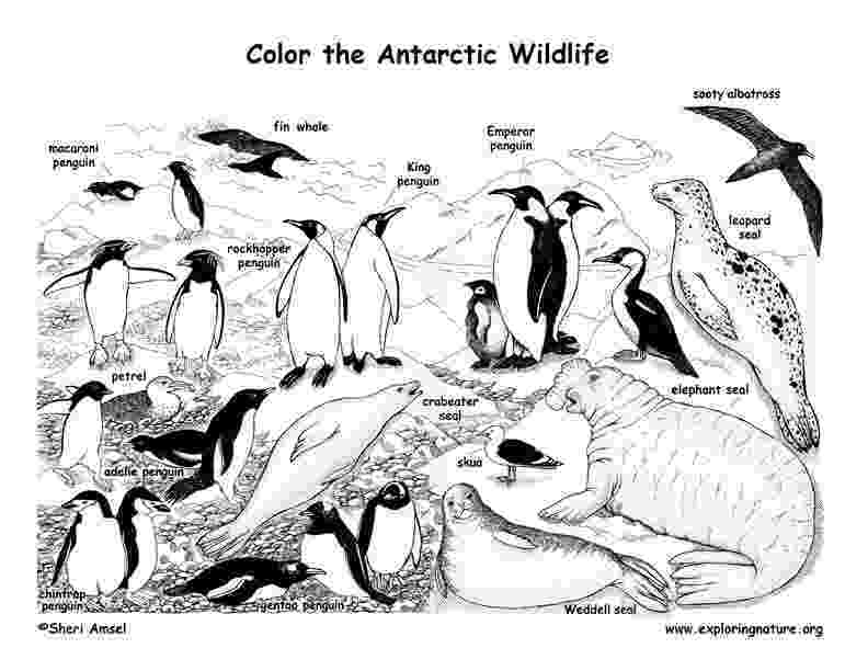 antarctica coloring pages antarctica coloring pages to download and print for free antarctica coloring pages 