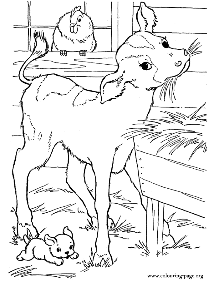 baby cow coloring pages cows and calves a cute baby calf in the barn coloring page coloring baby pages cow 