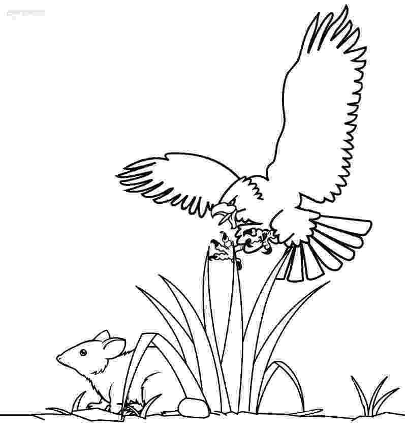 bald eagle pictures to color bald eagle coloring pages download and print for free to color eagle bald pictures 
