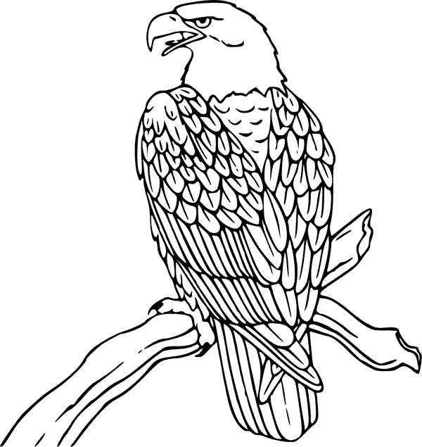 bald eagle pictures to color bald eagle coloring pages download and print for free to eagle bald pictures color 