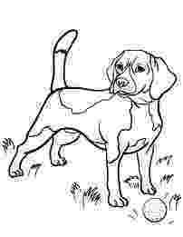 beagle coloring pages 12 best beagles images on pinterest beagle beagle puppy pages coloring beagle 