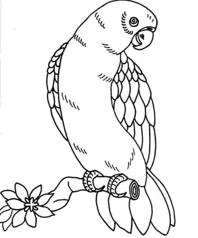 bird color page 20 free printable hummingbird coloring pages page color bird 
