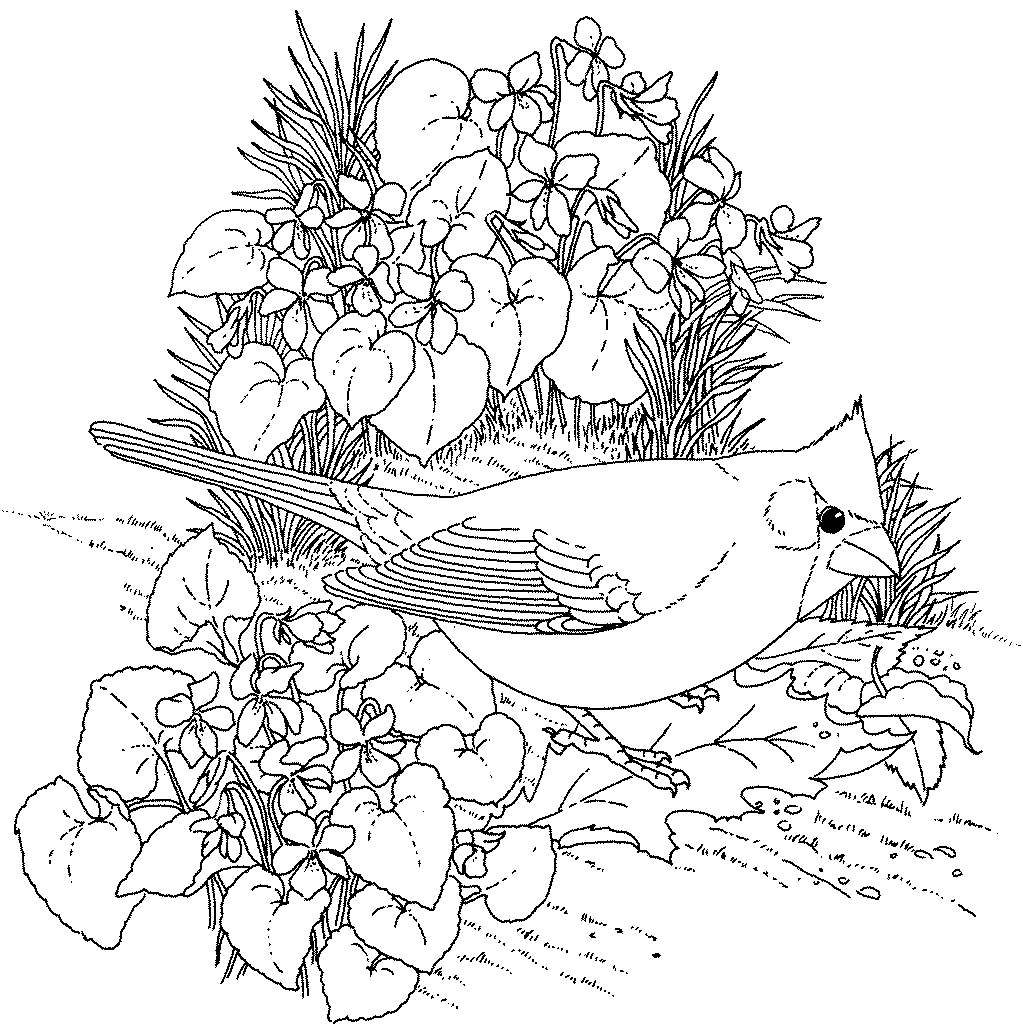 bird coloring free printable tweety bird coloring pages for kids bird coloring 