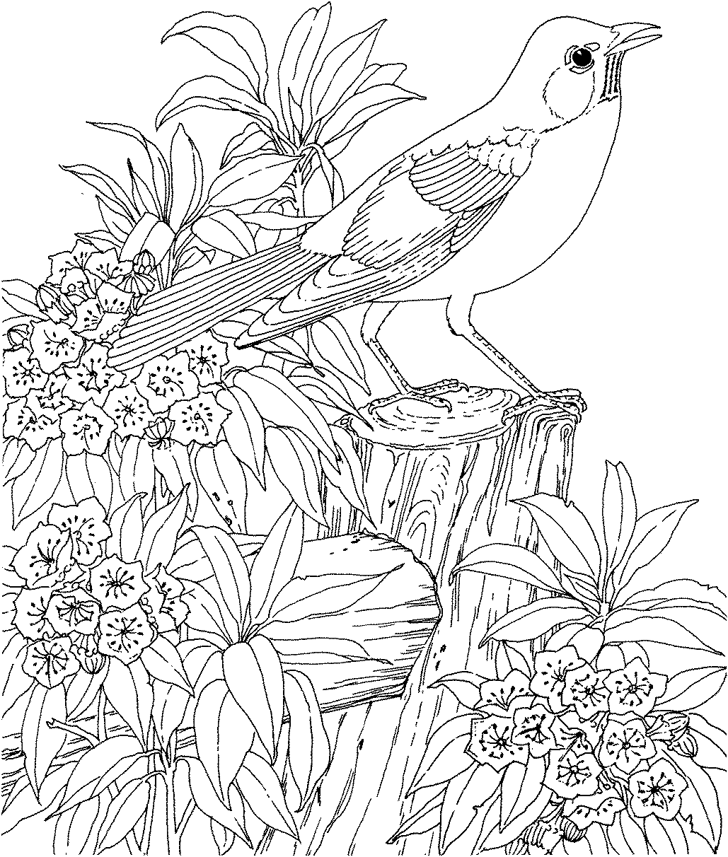 bird coloring pages to print free printable tweety bird coloring pages for kids to pages bird coloring print 