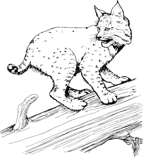bobcat coloring pictures b is for bobcat coloring pages best place to color bobcat pictures coloring 