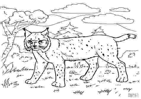 bobcat coloring pictures bobcat coloring pages at getcoloringscom free printable bobcat pictures coloring 