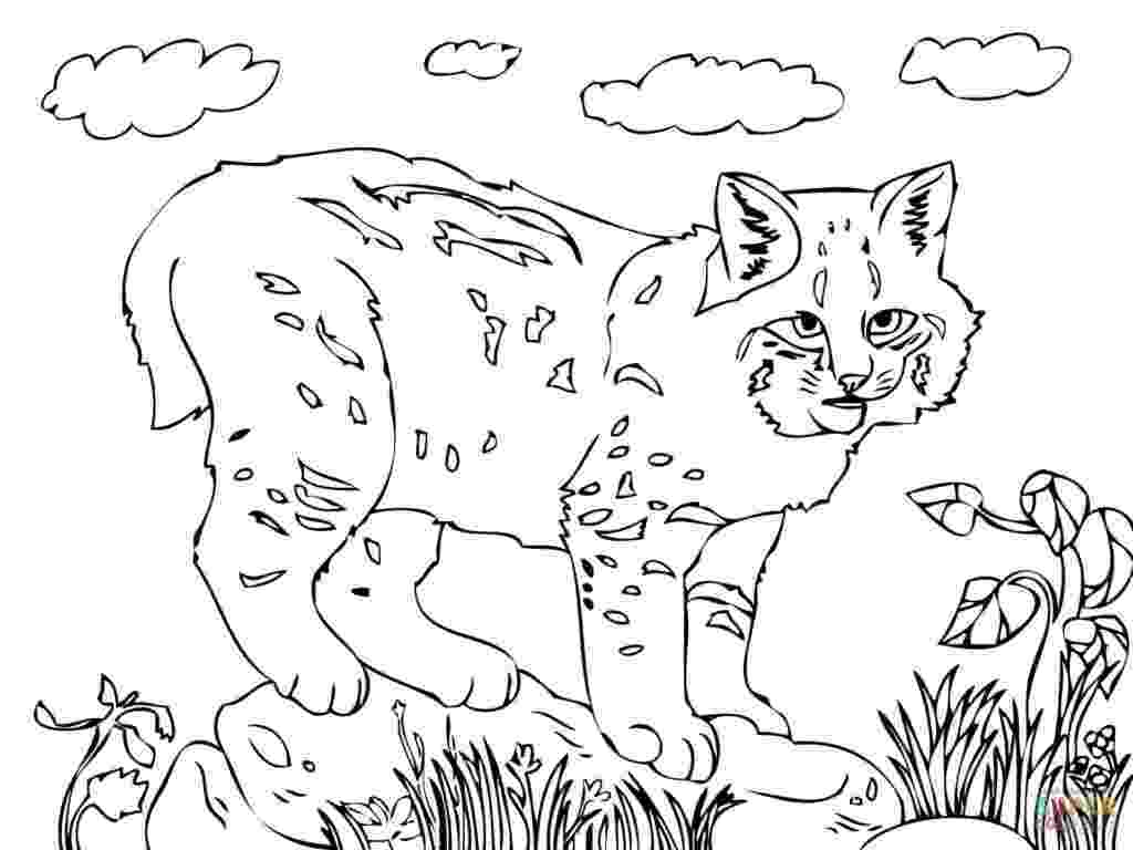 bobcat coloring pictures bobcat coloring pages at getcoloringscom free printable coloring pictures bobcat 