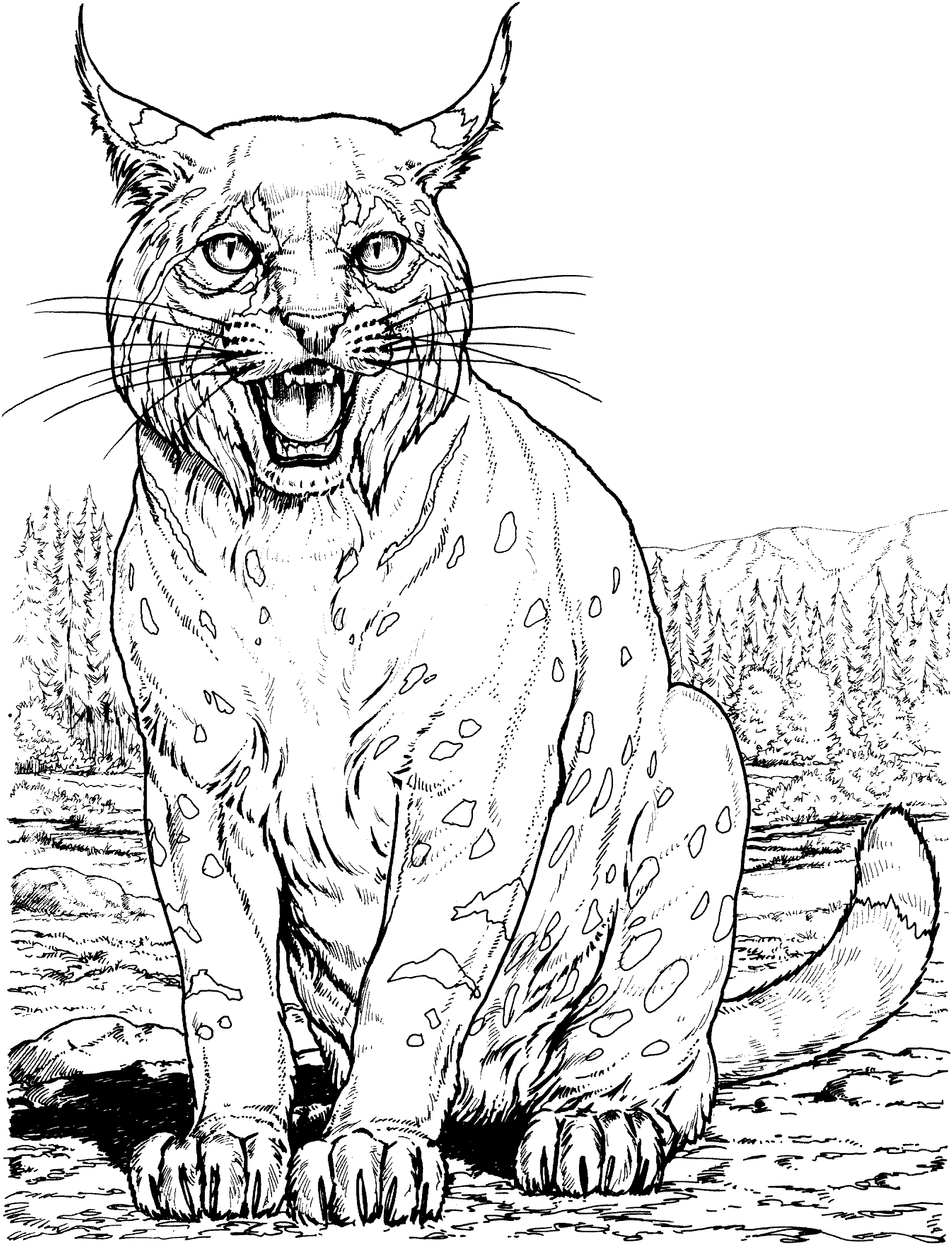 bobcat coloring pictures bobcat coloring pages getcoloringpagescom bobcat pictures coloring 