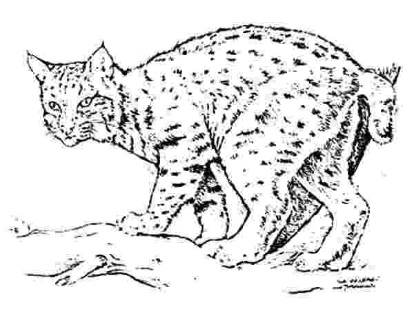 bobcat coloring pictures bobcat coloring pages to download and print for free bobcat coloring pictures 1 1