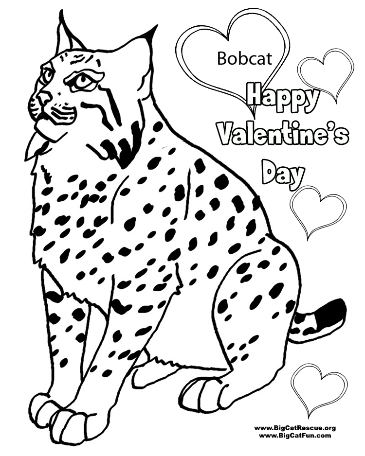 bobcat coloring pictures bobcat printable coloring pages bobcat pictures coloring 