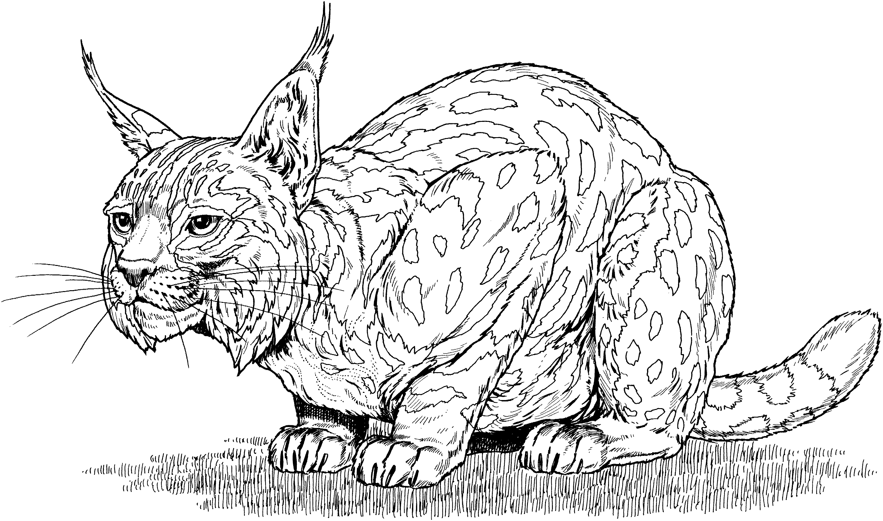 bobcat coloring pictures coloring pages of bobcats bobcat coloring pages 12 pictures bobcat coloring 