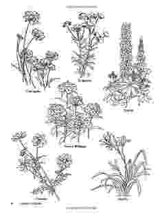 botany coloring book download 1000 images about coloringlineart botany on pinterest coloring botany book download 