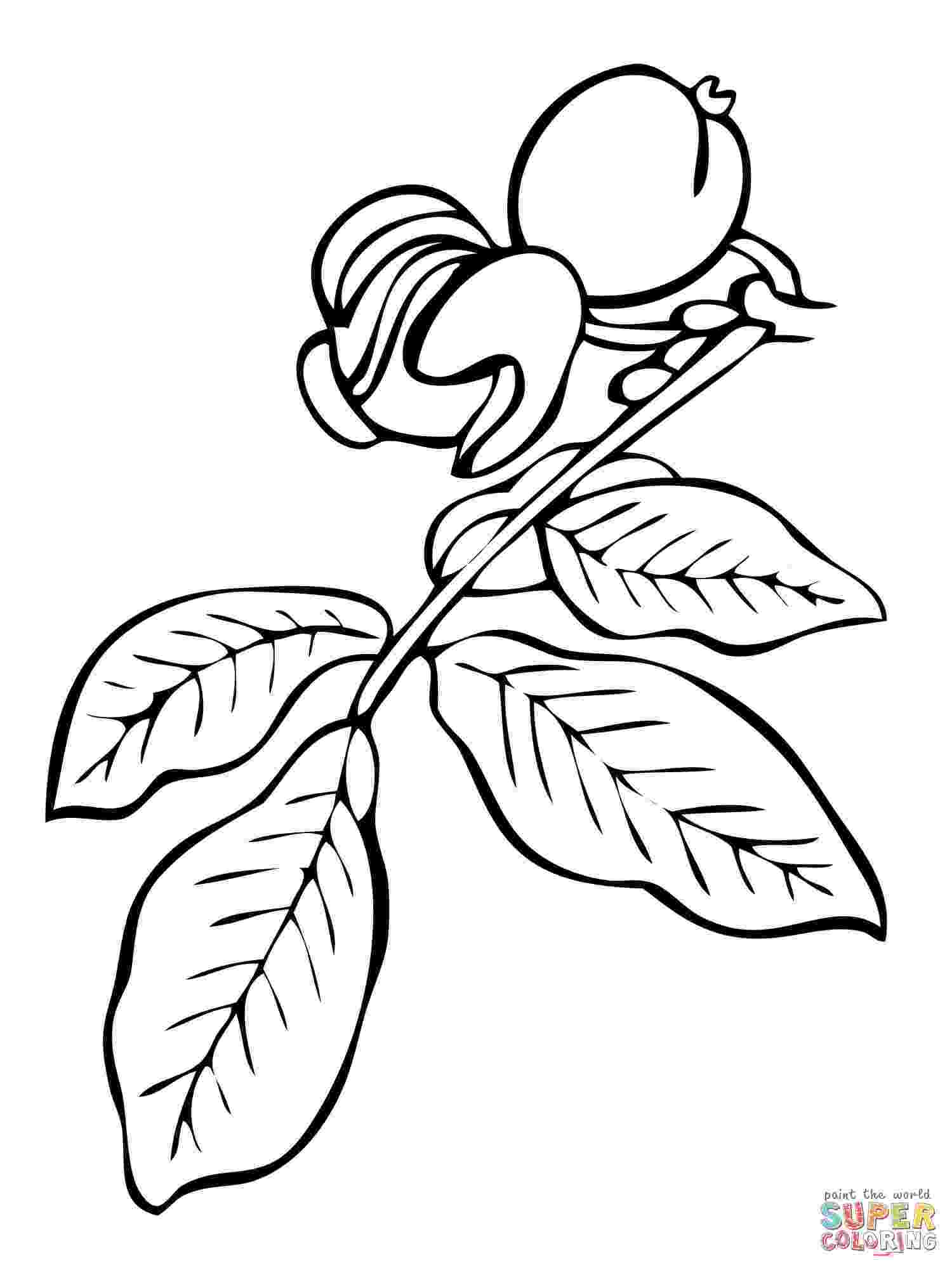 branch coloring page apples on the tree branch coloring page tree pinterest branch page coloring 