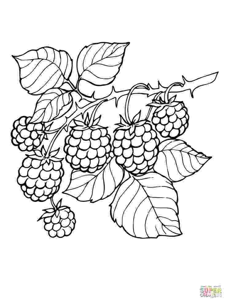 branch coloring page autumn leaf from tree branch coloring page color luna page coloring branch 