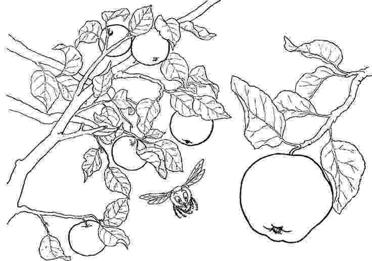 branch coloring page owl on a tree branch coloring page download print page branch coloring 