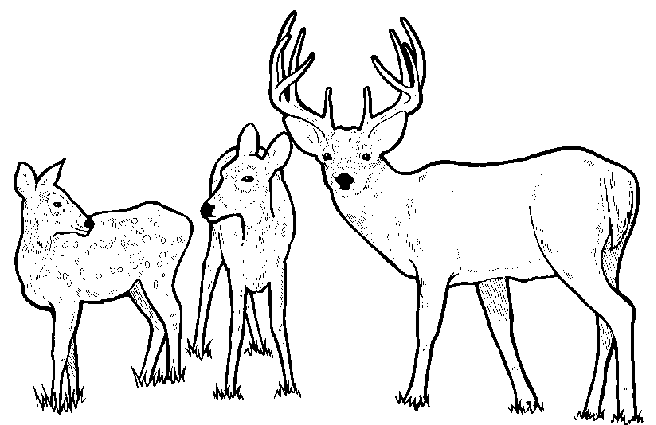 buck coloring pages tpwd kids wildlife notebook white tailed deer coloring pages buck 
