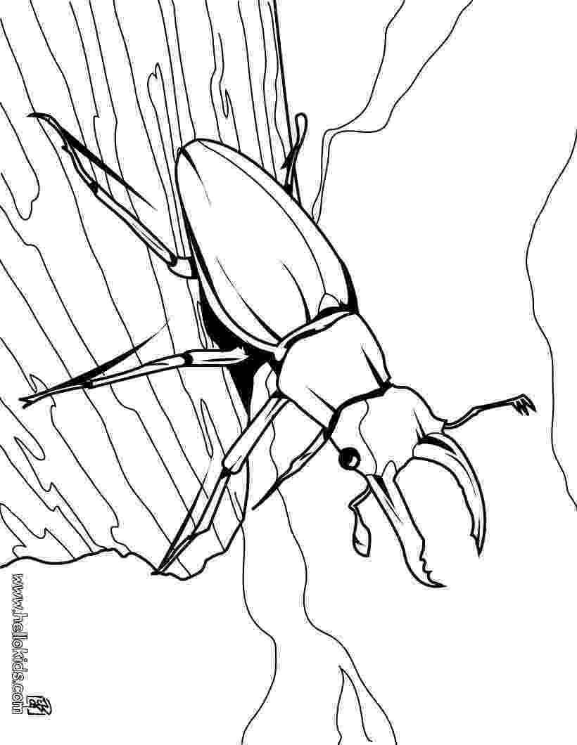 bugs colouring pages insect coloring pages to download and print for free pages bugs colouring 