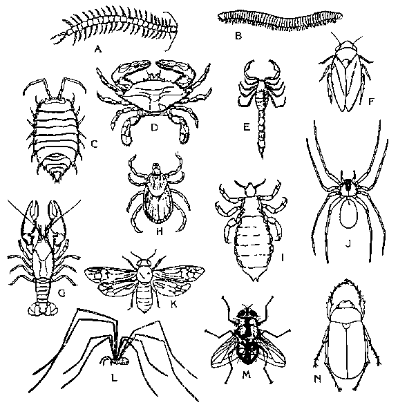 bugs colouring pages the swarming hordes bugs pages colouring 
