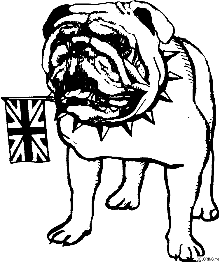 bulldogs coloring pages american bulldog drawing at getdrawingscom free for pages coloring bulldogs 
