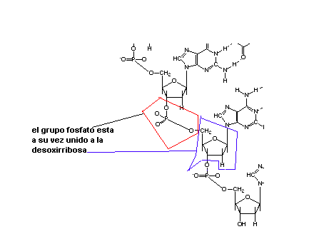 cadena de adn dibujo dna chemical structure coloring page free printable cadena de dibujo adn 