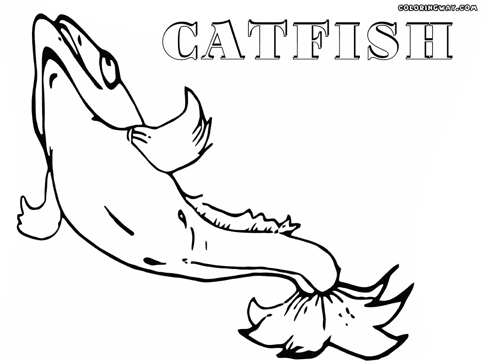 catfish coloring page catfish coloring pages download and print catfish catfish coloring page 