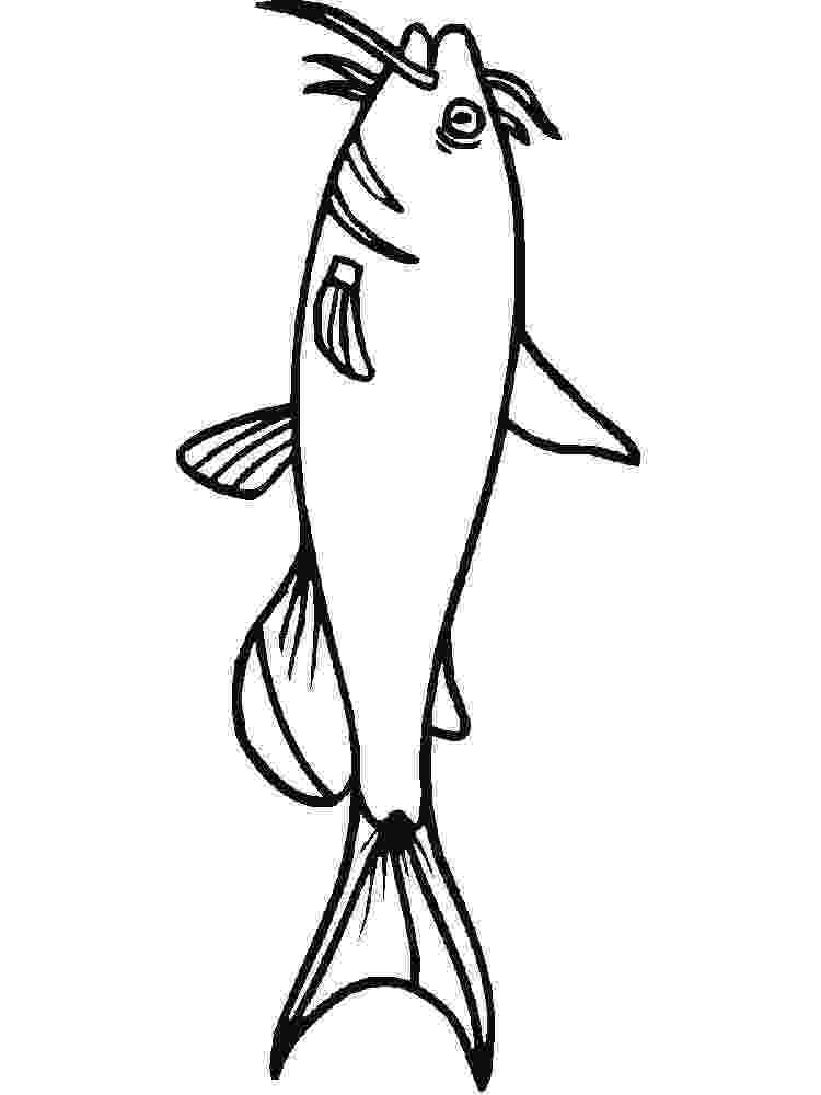 catfish coloring page catfish coloring pages download and print catfish catfish page coloring 