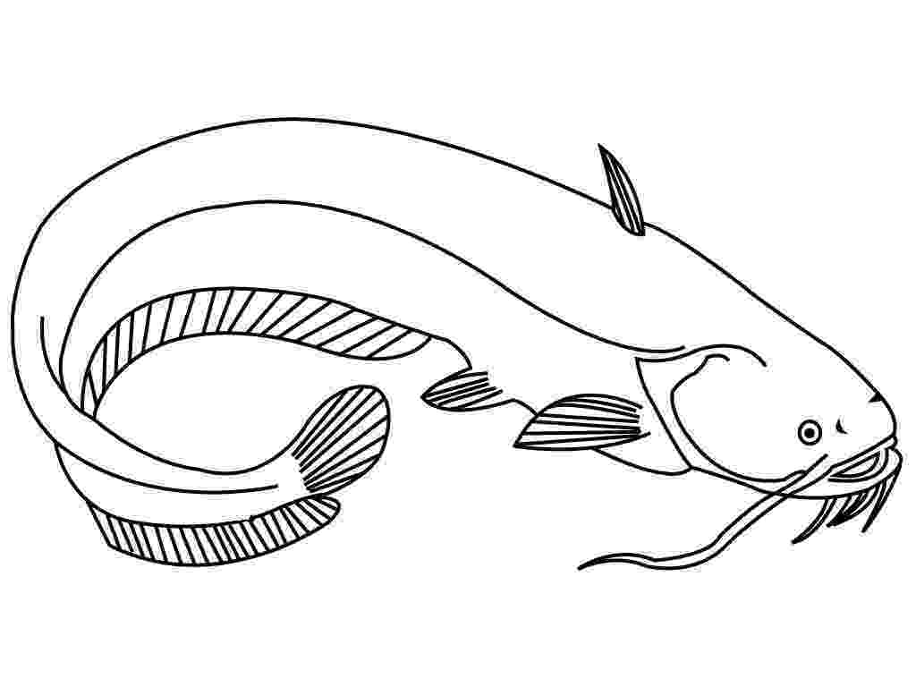 catfish coloring page catfish google search line drawings for literacy page coloring catfish 