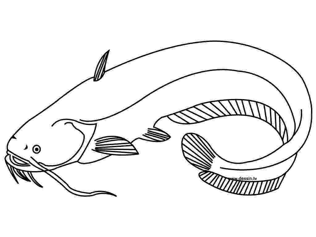 catfish coloring page coloring catfish catfish coloring page 