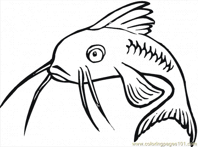 catfish coloring page free catfish drawing download free clip art free clip page catfish coloring 